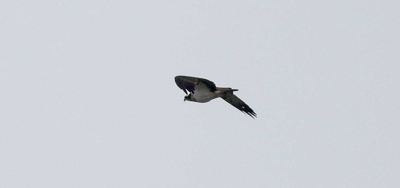 Osprey
